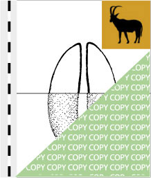 0006 antilope01, Elenantilope, Eland, Taurotragus oryx