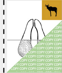 0007 antilope02, Halbmondantilope, Tsessebe, Damaliscus lunatus