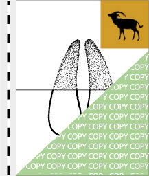 0009, antilope04, Pferdeantilope, Roan antilope, Hippotragus equinus