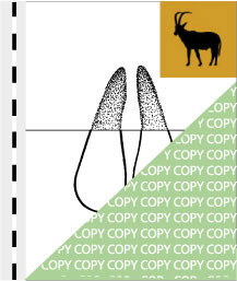 0010, antilope05, Rappenantilope, Sable antelope, Hippotragus niger