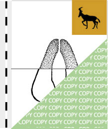 0012, antilope07, Rote Kuhantilope, Red hartebeest, Alcelaphus buselaphus