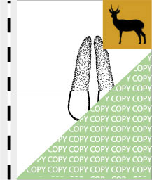 0025, bock05, Großriedbock, Common Reedbuck, Redunca arundinum