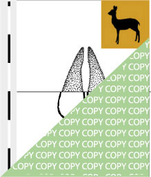 0026, bock06, Kapgreisbock, Cape Grysbok, Raphicerus melanotis