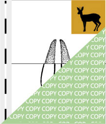 0027, bock07, Steinböckchen , Steenbok, Raphicerus campestris