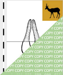 0029, bock09, Springbock, Springbok, Antidorcas marsupialis
