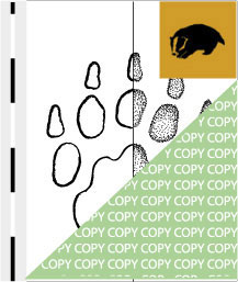 0033, dachs01, Dachs, Badger, Meles meles