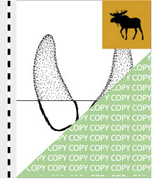 0039, elch01, Elch, Moose, Alces alces