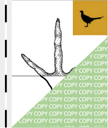 0041, fasan01, Fasan, Pheasant, Phasianus colchicus
