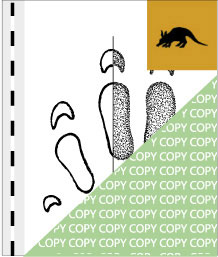 0042, ferkel01, Erdferkel, Aardvark, Orycteropus afer