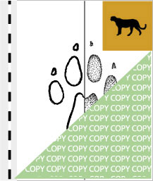 0048, gepard01, Gepard, Hunting-leopard, Acinonyx jubatus