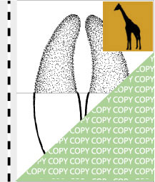 0049, giraffe01, Giraffe, Giraffe, Giraffa camelopardalis