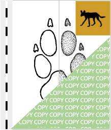 0055, hund02, Afrik. Wildhund, African wild dog, Lycaon pictus