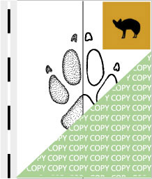 0056, hund03, Löffelhund, Bat-eared fox, Otocyon megalotis