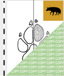 0057, hyaene01, Schabrackenhyäne, Brown hyaena, Hyaena brunnea