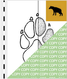 0058, hyaene02, Tüpfelhyäne, Laughing hyena, Crocuta crocuta