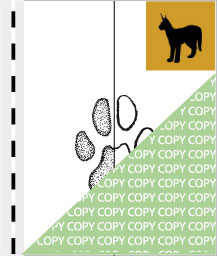 0063, karakal01, Karakal, Caracal, Felis caracal