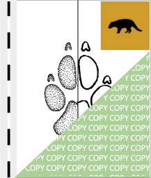 0066, katze03, Afrik. Zibetkatze, African civet, Civettictis civetta