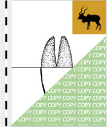 0072, kudu01, Großer Kudu, Kudu, Tragelaphus strepsiceros