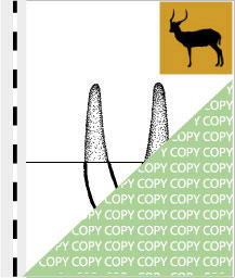 0075, letschwe01, Letschwe, Lechwe, Kobus leche