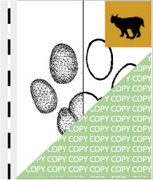0077, luchs01, Luchs, Lynx, Lynx lynx