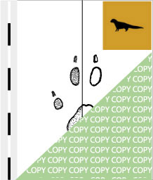 0079, manguste02, Kleinichneumon, Cape grey mongoose, Galerella pulverulenta