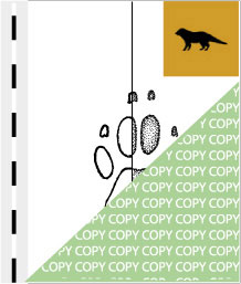 0082, manguste05, Weißschwanzmanguste, White-tailed mongoose, Ichneumia albicauda