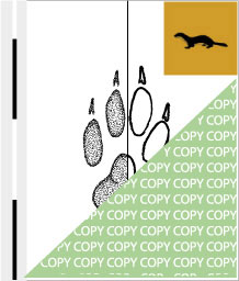 0086, marder03, Hermelin, Ermine, Mustela erminea