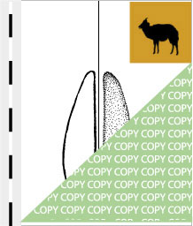 0094, nyala01, Nyala, Nyala, Tragelaphus angasi