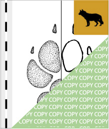 0123, Wolf01, Wolf Canis lupus