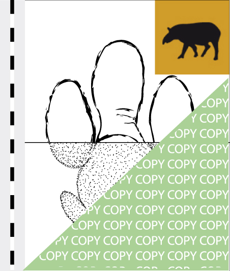 T001, Tapir 01, Schabrackentapir, Tapir, Tapirus indicus