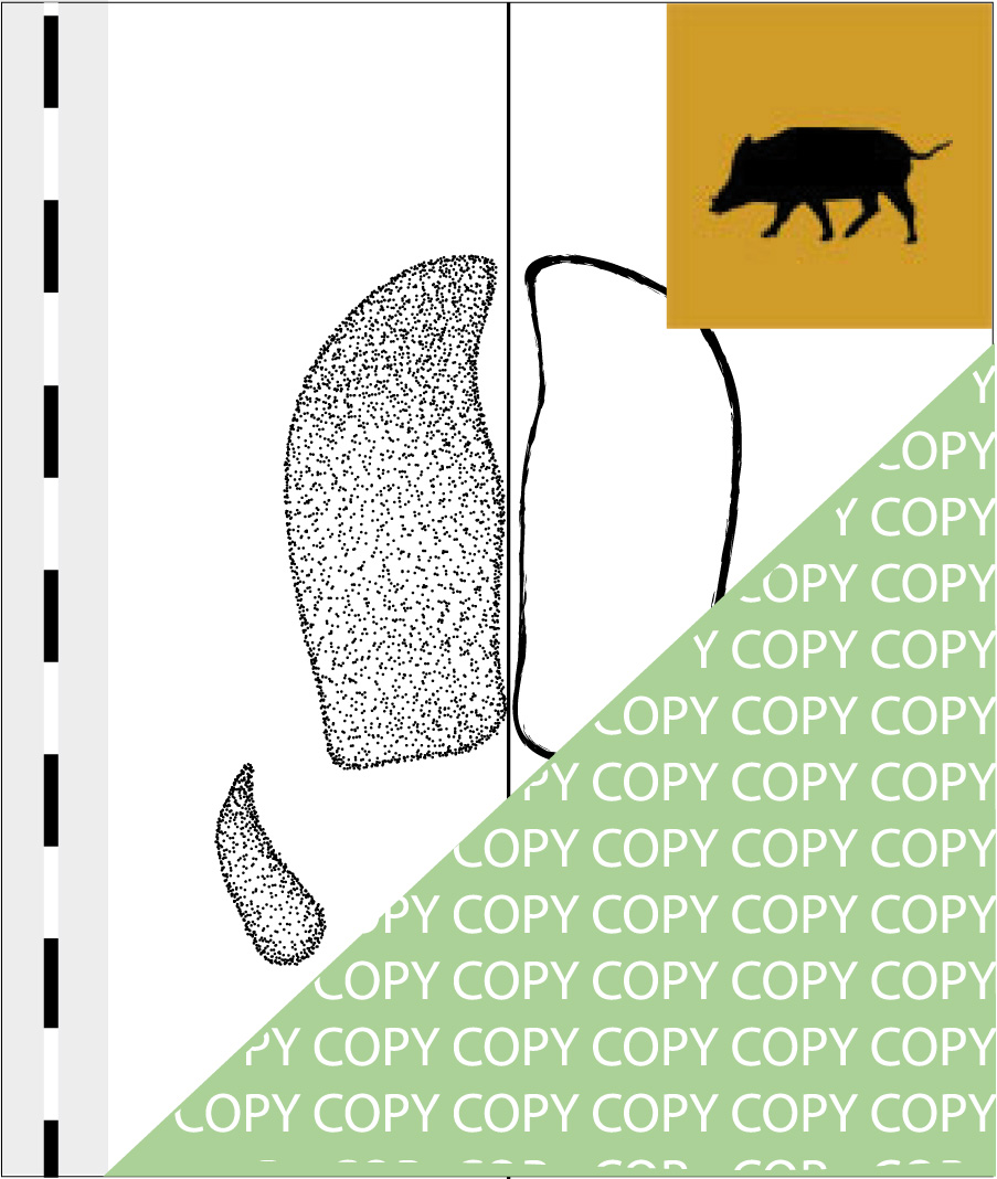 S001, schwein001, Wildschwein, Wild pig, Sus scrofa